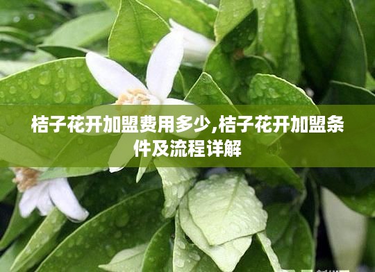 桔子花开加盟费用多少,桔子花开加盟条件及流程详解