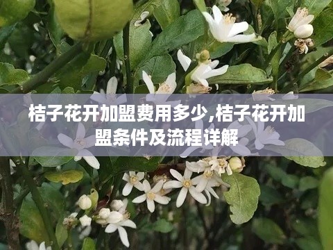 桔子花开加盟费用多少,桔子花开加盟条件及流程详解