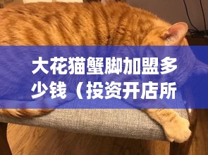 大花猫蟹脚加盟多少钱（投资开店所需费用详解）