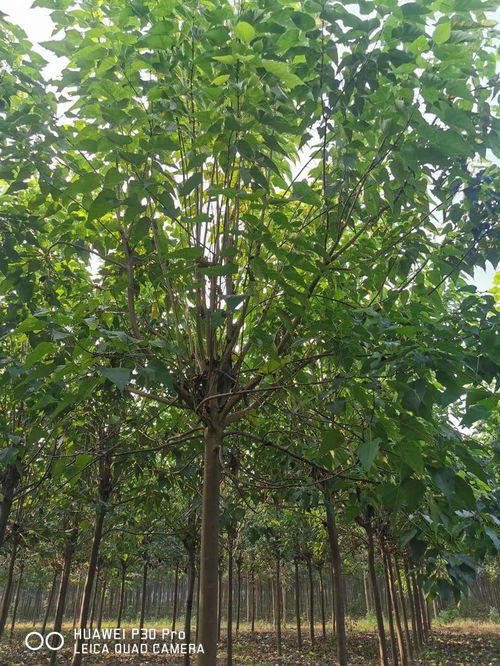 大树蜀黍加盟要多少钱（详解大树蜀黍加盟费用）