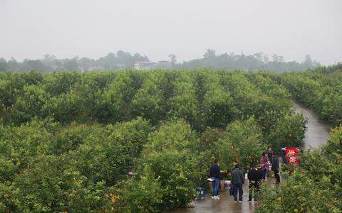 四季柠檬加盟多少钱（详细解析四季柠檬加盟费用）