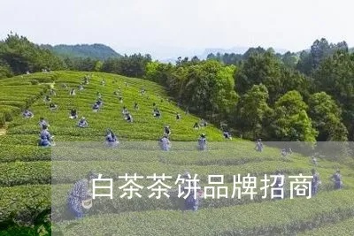 白茶饼加盟有哪些品牌（白茶饼加盟店推荐）