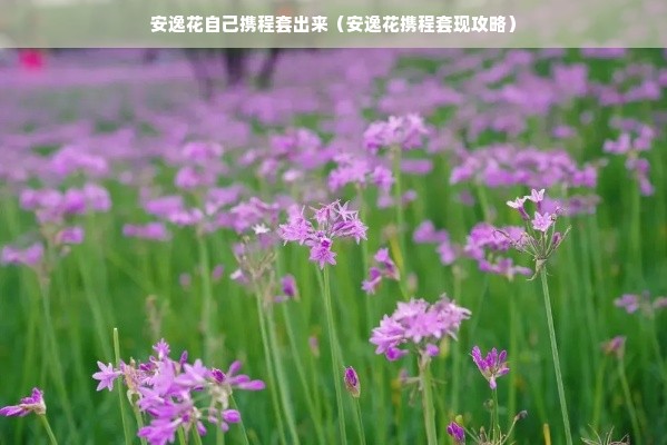 安逸花自己携程套出来（安逸花携程套现攻略）