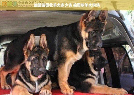 加盟德国牧羊犬多少钱 德国牧羊犬狗场