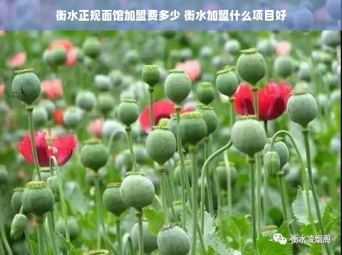 衡水正规面馆加盟费多少 衡水加盟什么项目好