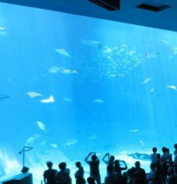 加盟水族馆多少钱啊——探索水族行业的投资与机遇