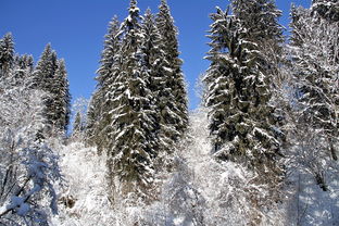 加盟梦幻雪多少钱？揭秘梦幻雪加盟费用及利润分析