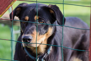 全面解析，上海加盟犬舍费用及影响因素大揭秘