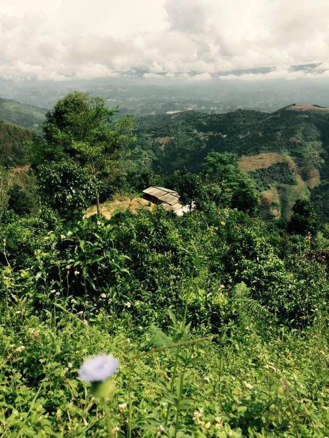 西双版纳勐海景点 西双版纳州勐景来风景区