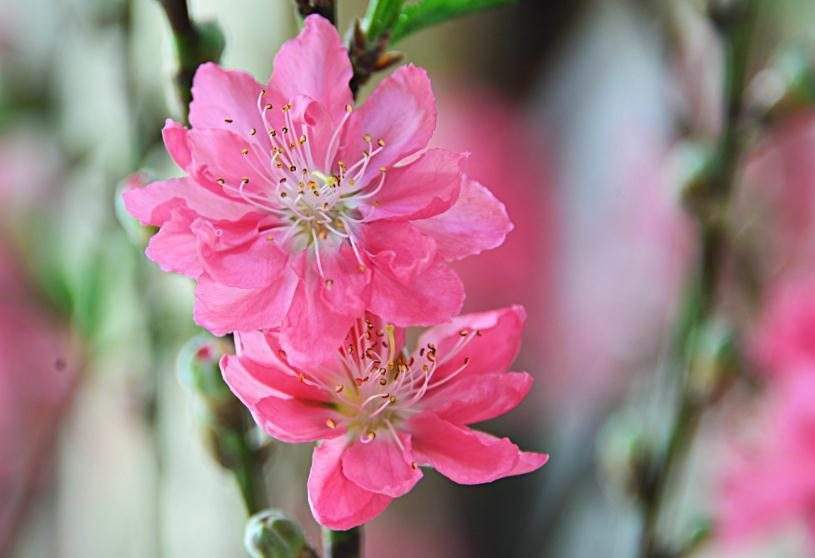 柳暗花明指的什么生肖 柳暗花明指的什么生肖动物