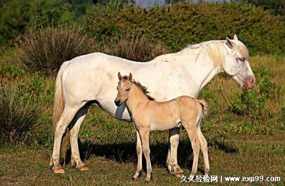 剪烛西窗指什么生肖 西窗剪烛形容什么生肖