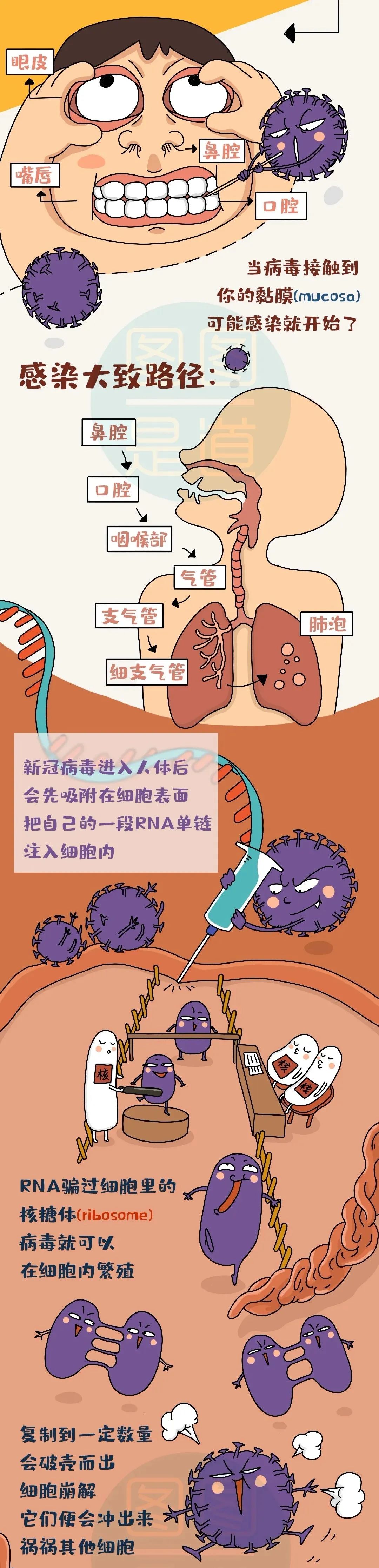 新冠病毒贫血 新冠病毒 白血病