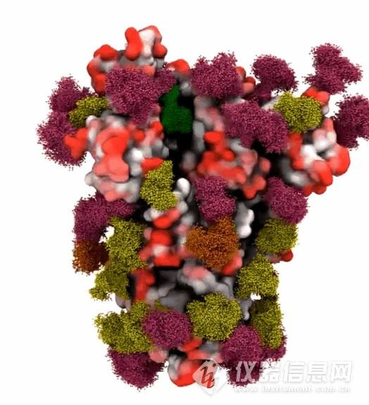 刺突蛋白新冠病毒 新冠病毒有什么蛋白质突起