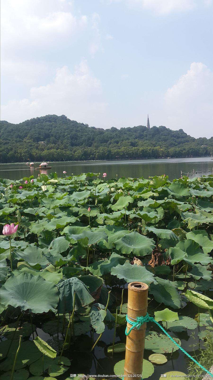 夏天我来到美丽的西湖 我多么喜欢美丽的西湖啊