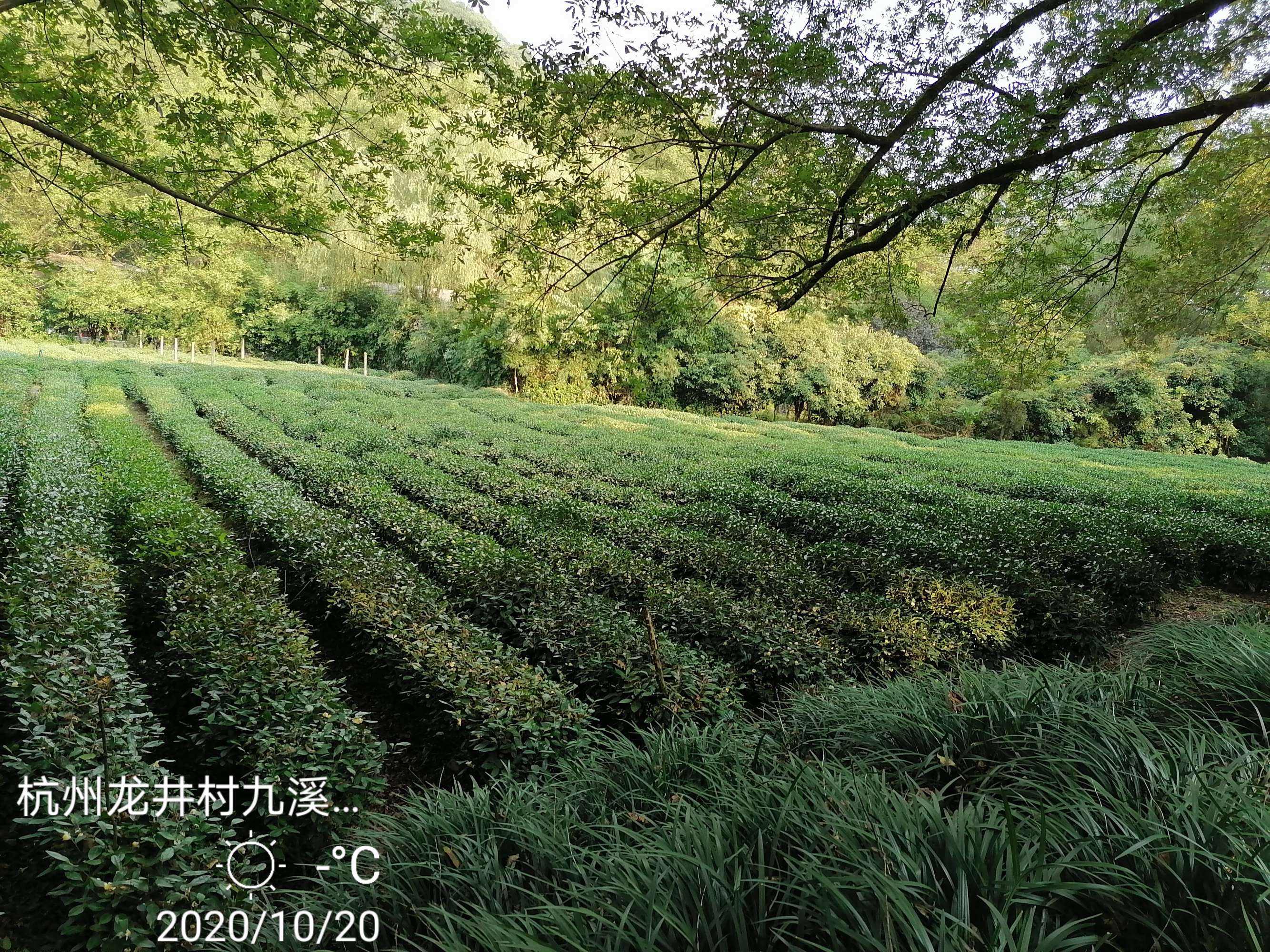 西湖龙井村 西湖龙井村介绍