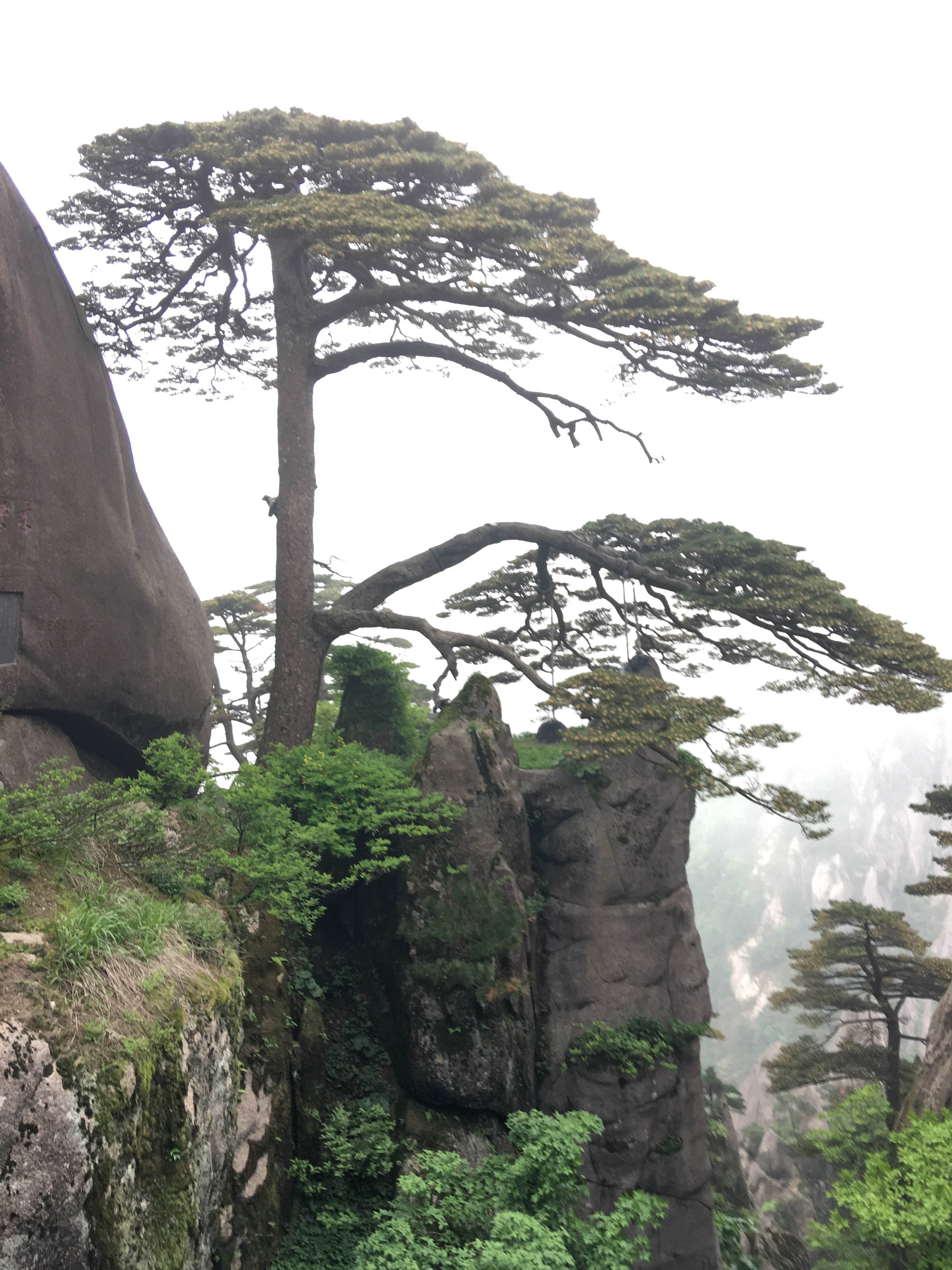 黄山送客松好像 黄山有没有陪客松