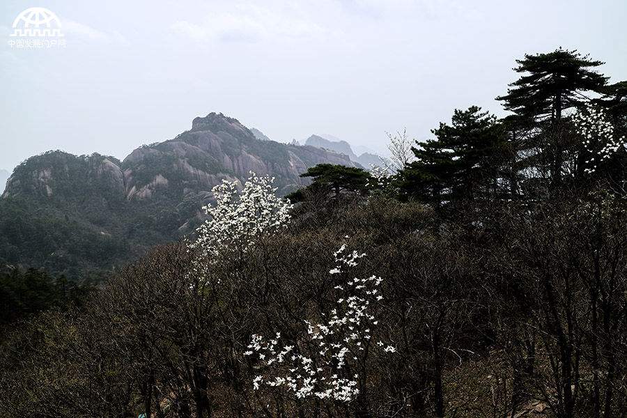 白黄山 白黄山多少钱一盒10块左右