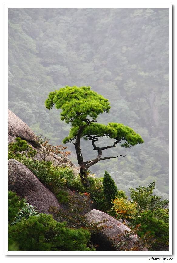 黄山怪松介绍 黄山怪松为什么称怪松