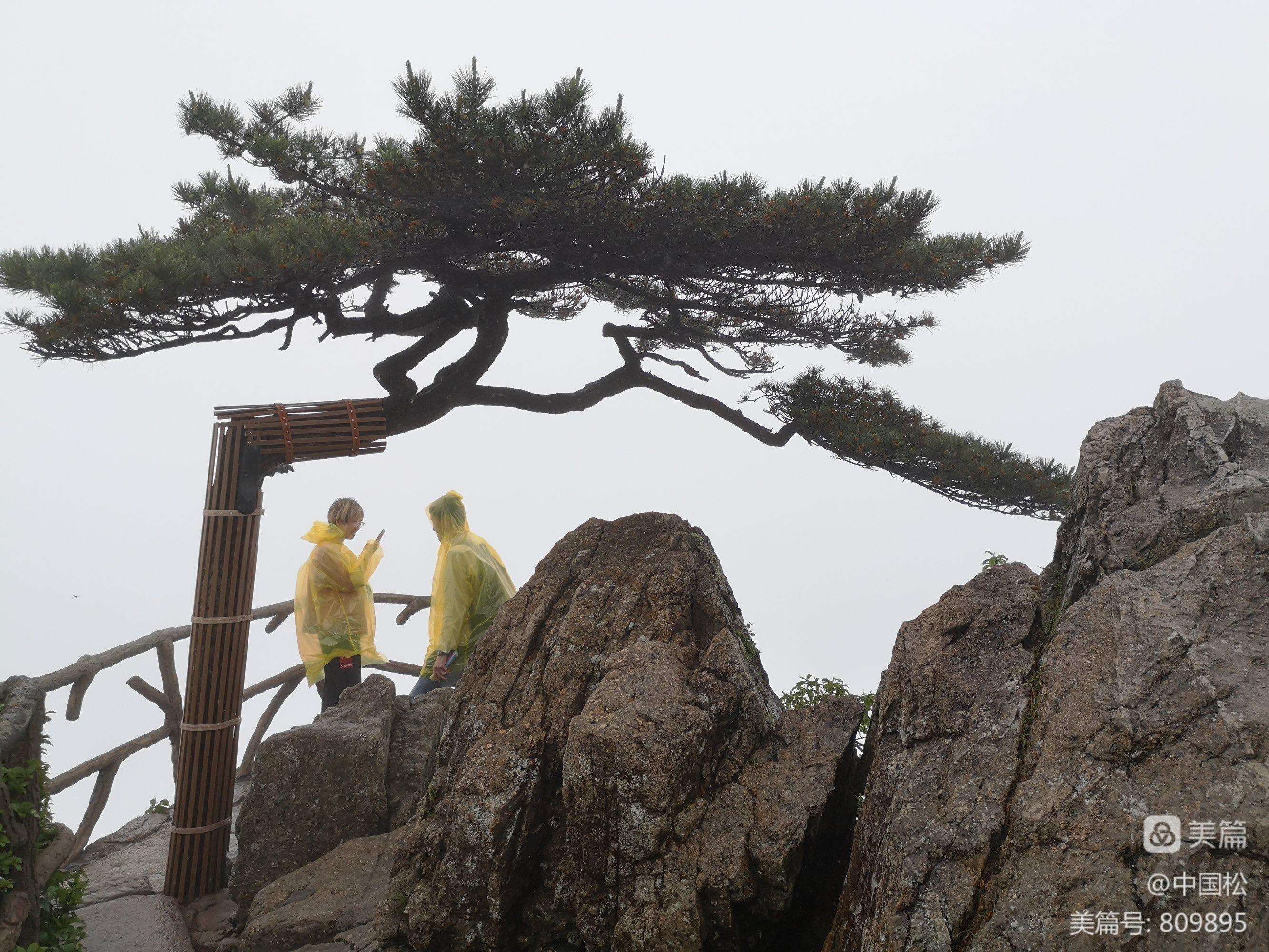 黄山怪松介绍 黄山怪松为什么称怪松