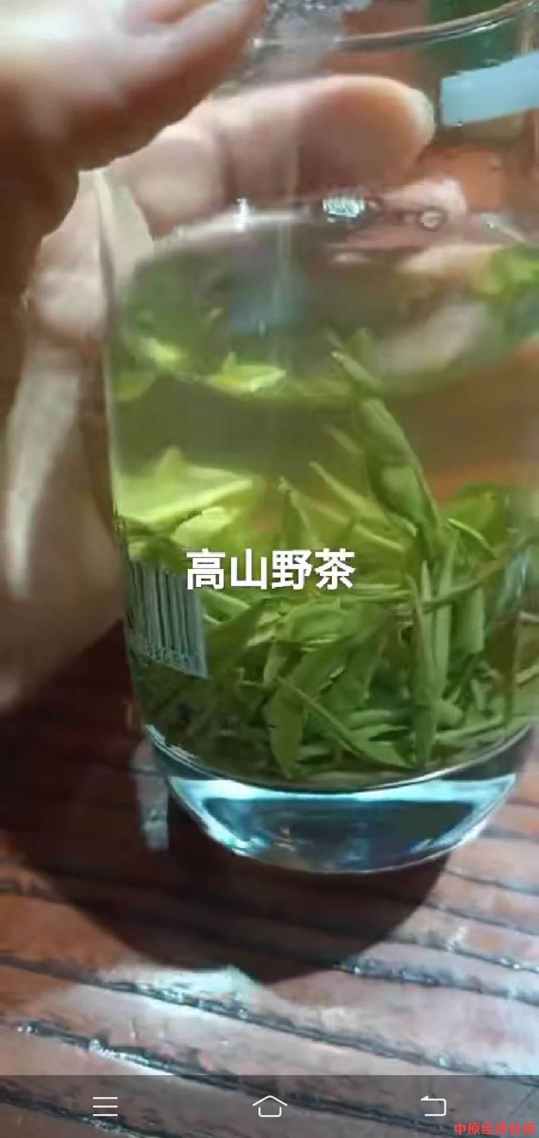 黄山野茶属于什么茶 黄山野茶属于什么茶系