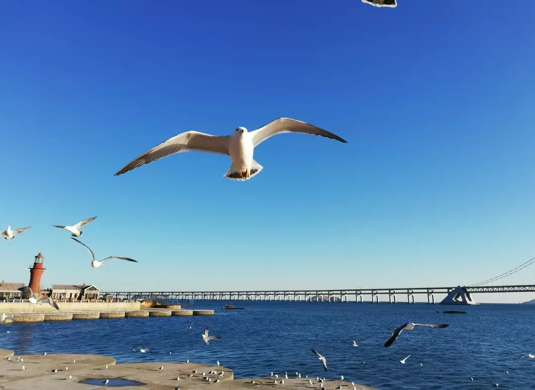 大连海鸥油漆 大连海鸥油漆销售电话