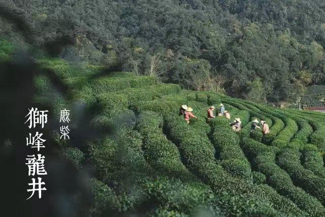 西湖龙井村茶陷阱 怎么推销西湖龙井茶叶