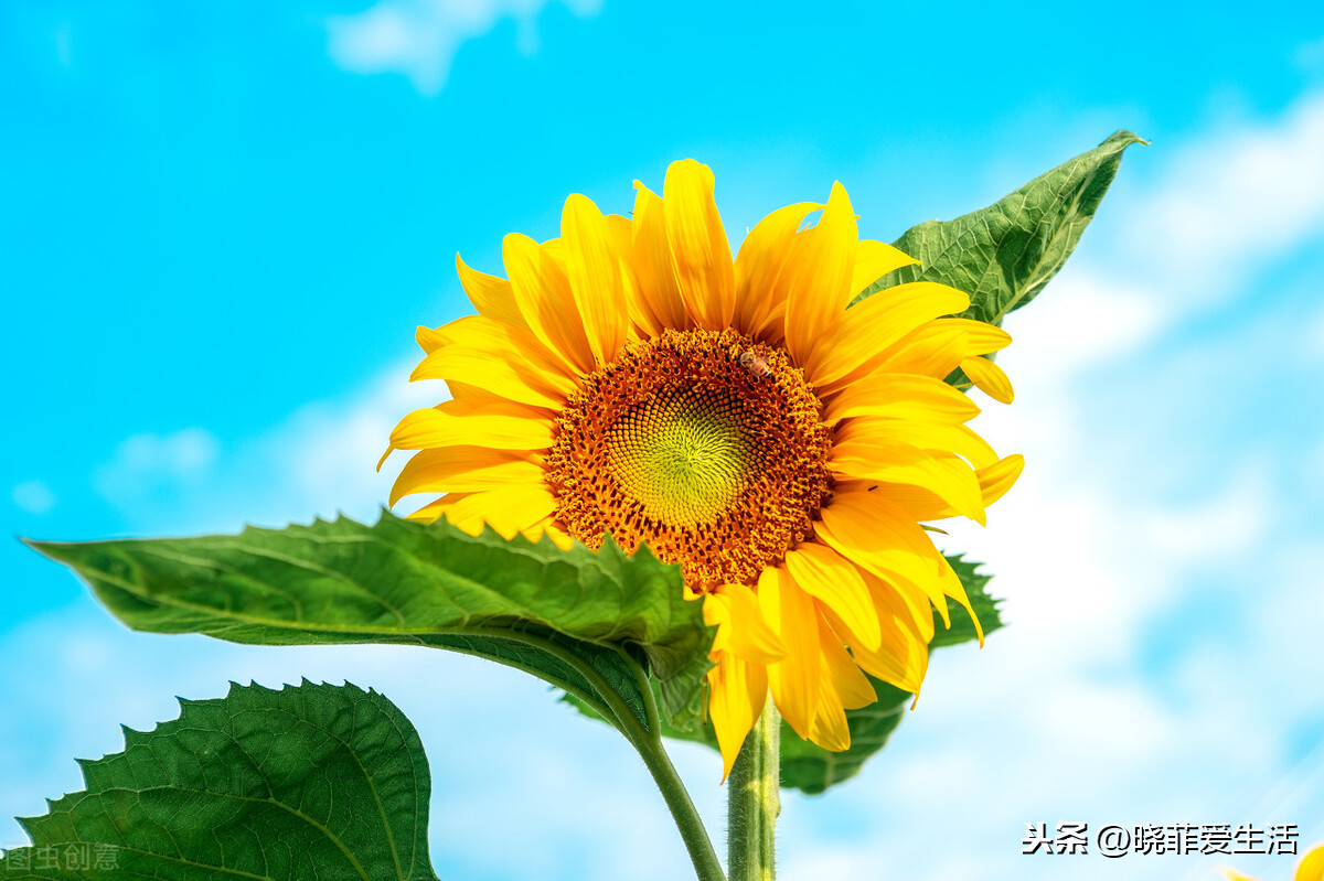 属龙的幸运花是什么花 属龙人的幸运花是什么花