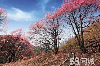 四川绵阳国际旅行社 四川绵阳国际旅行社官网