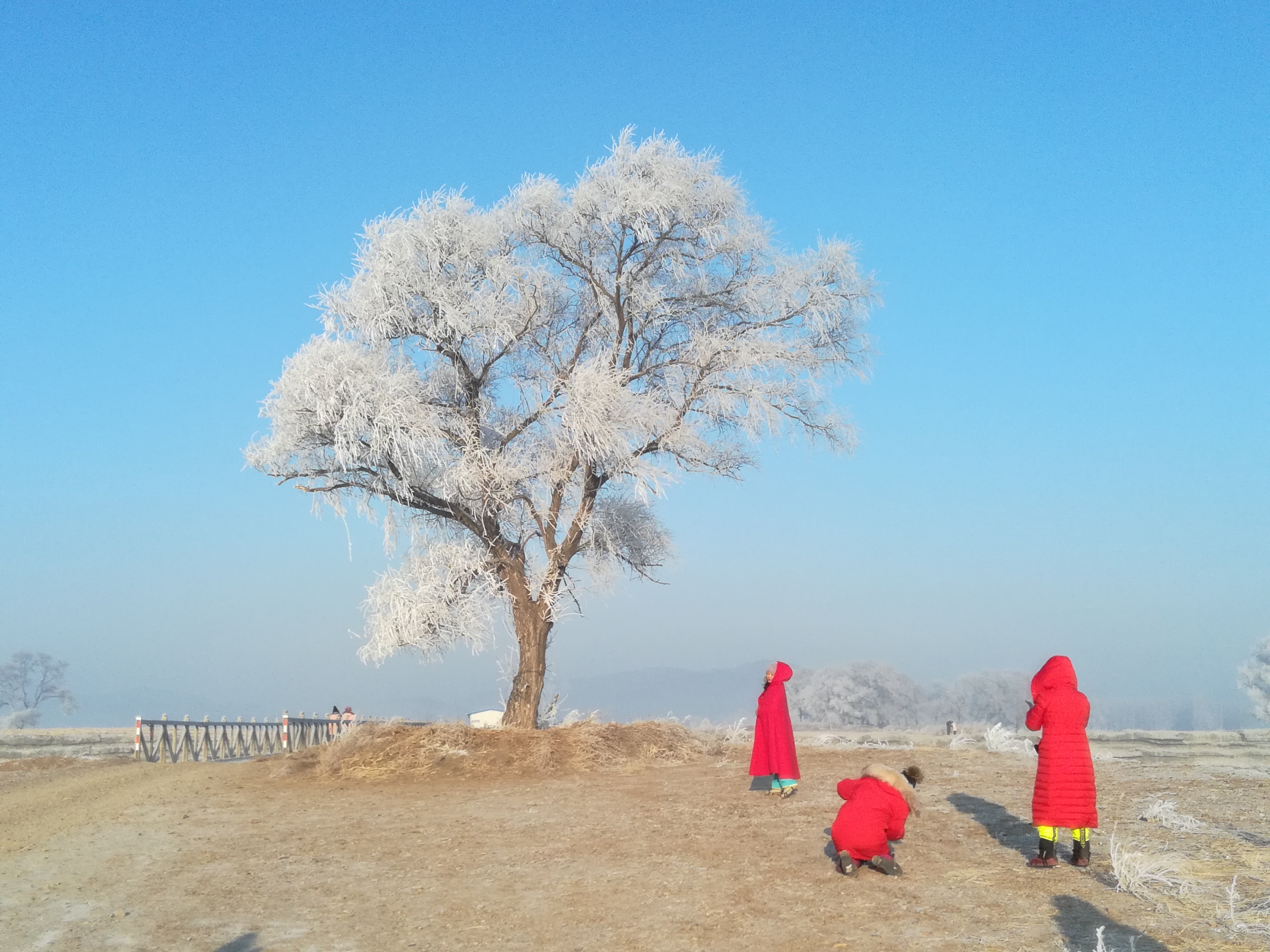 雾凇旅行社近期线路 吉林市雾凇旅行社线路