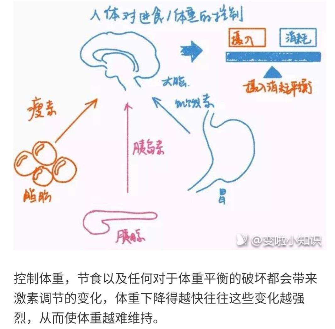 瘦素减肥药 瘦乐瘦减肥药