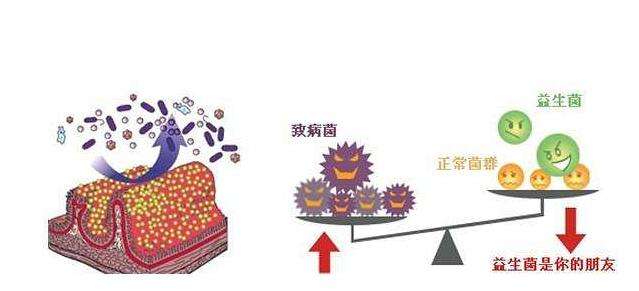 益生菌是怎么做出来的 益生菌是怎么做出来的视频