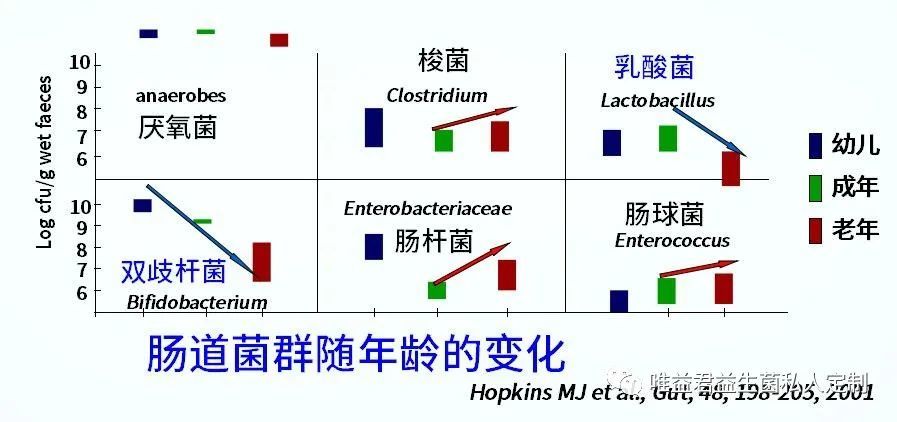 益生菌作用机理 益生菌起作用的现象