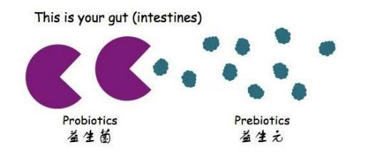益生菌作用机理 益生菌起作用的现象