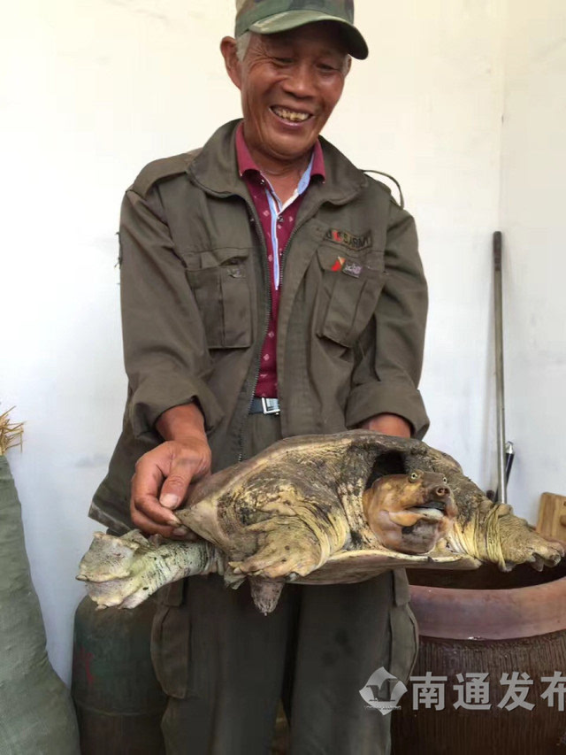 甲鱼水龙头 甲鱼在什么水层