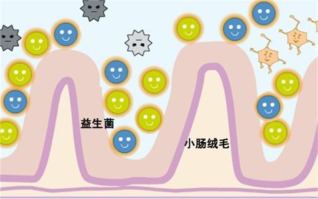 益生菌减肥方法 益生菌到底增肥还是减肥