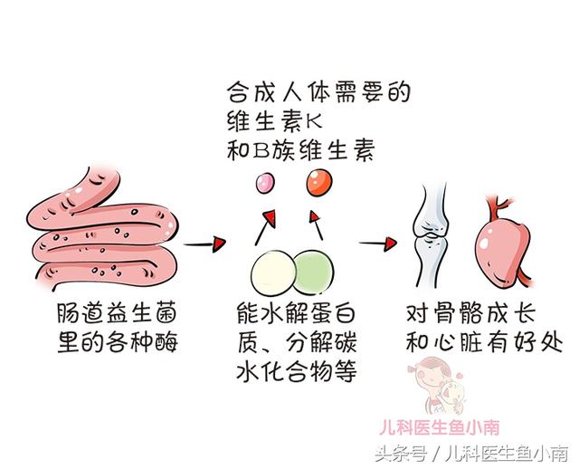 空腹能吃益生菌吗 空腹能吃益生菌吗成人