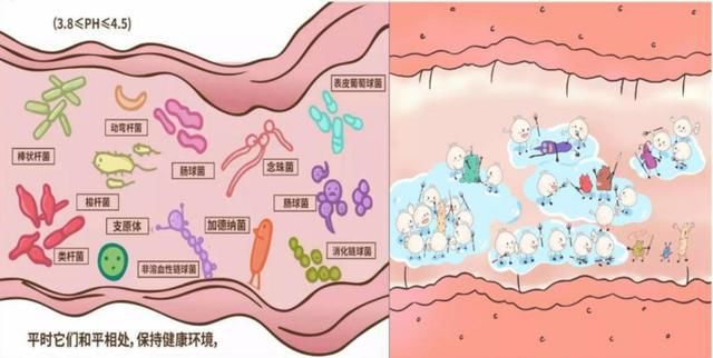 益生菌跟益生元的区别 益生菌和益生元什么区别