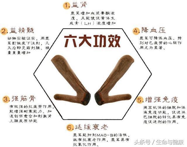 鹿茸的效果 鹿茸的作用是什么