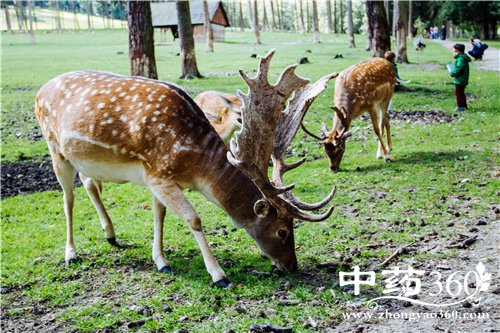 鹿茸那些人不能吃 哪些人不可以吃鹿茸