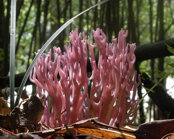 鹿茸掌花图片大全 鹿茸掌花图片大全大图