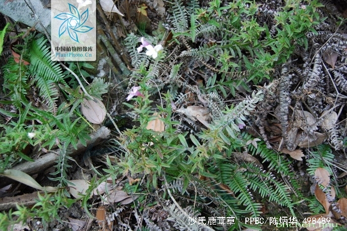 鹿茸花 鹿茸花胶炖鸡的功效