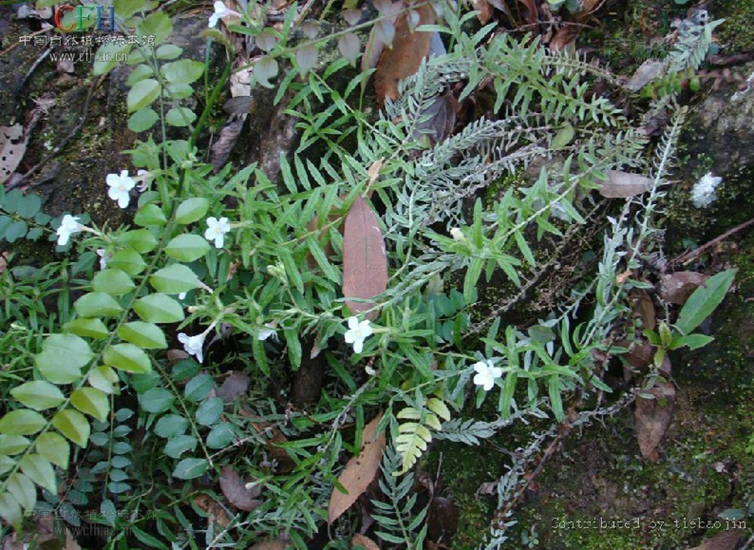 鹿茸花 鹿茸花胶炖鸡的功效