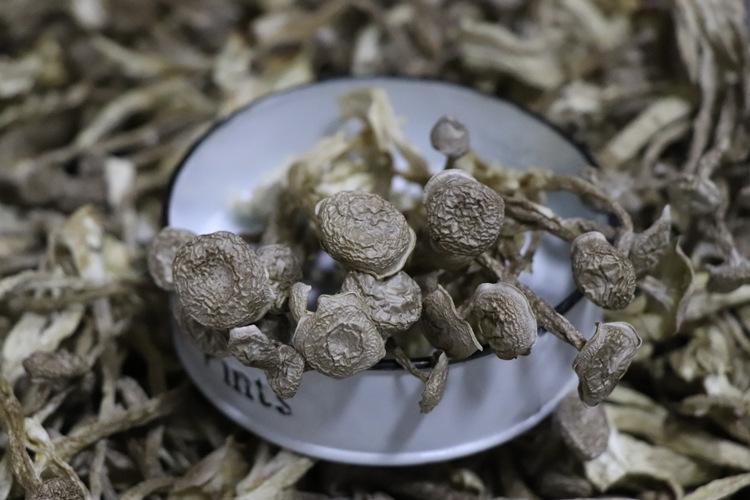 鹿茸菇 鹿茸菇图片