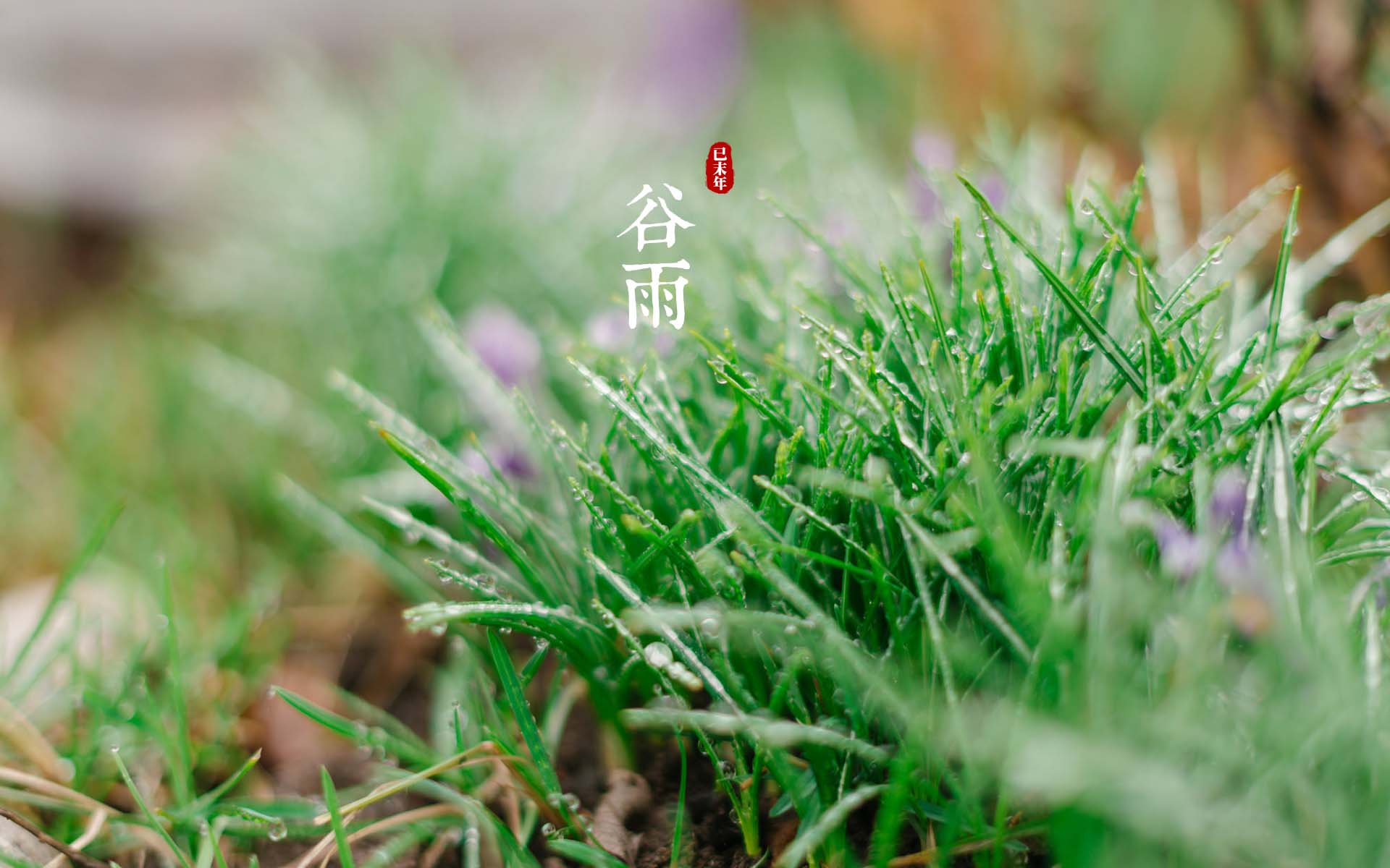 属鸡谷雨节气出生的人 属鸡谷雨节气出生的人好吗