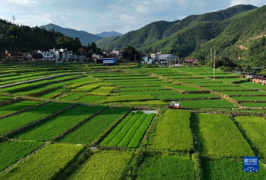 大地“调色盘” 稻田夏收忙