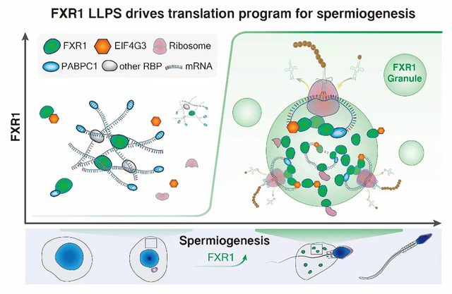 男性不育症或有破解，上海科学家揭示精子发育过程重要机制